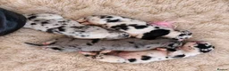 Great Dane dogs for sale: Great Danes puppies  in London - Advert 24
