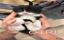 Mixed Breed cats for sale: Kittens for their forever home - Image 6