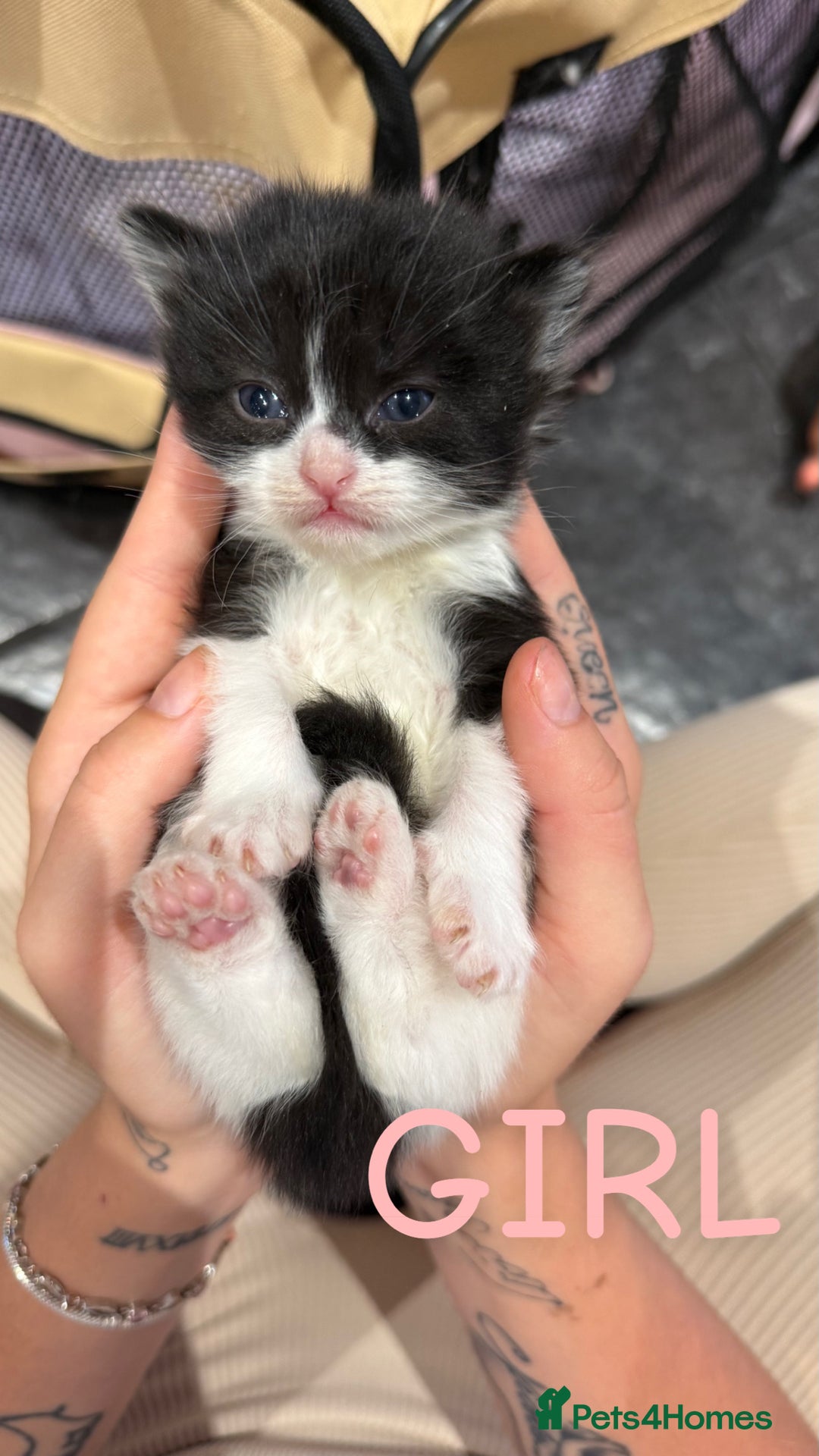 Mixed Breed cats for sale: Kittens for their forever home - Image 6