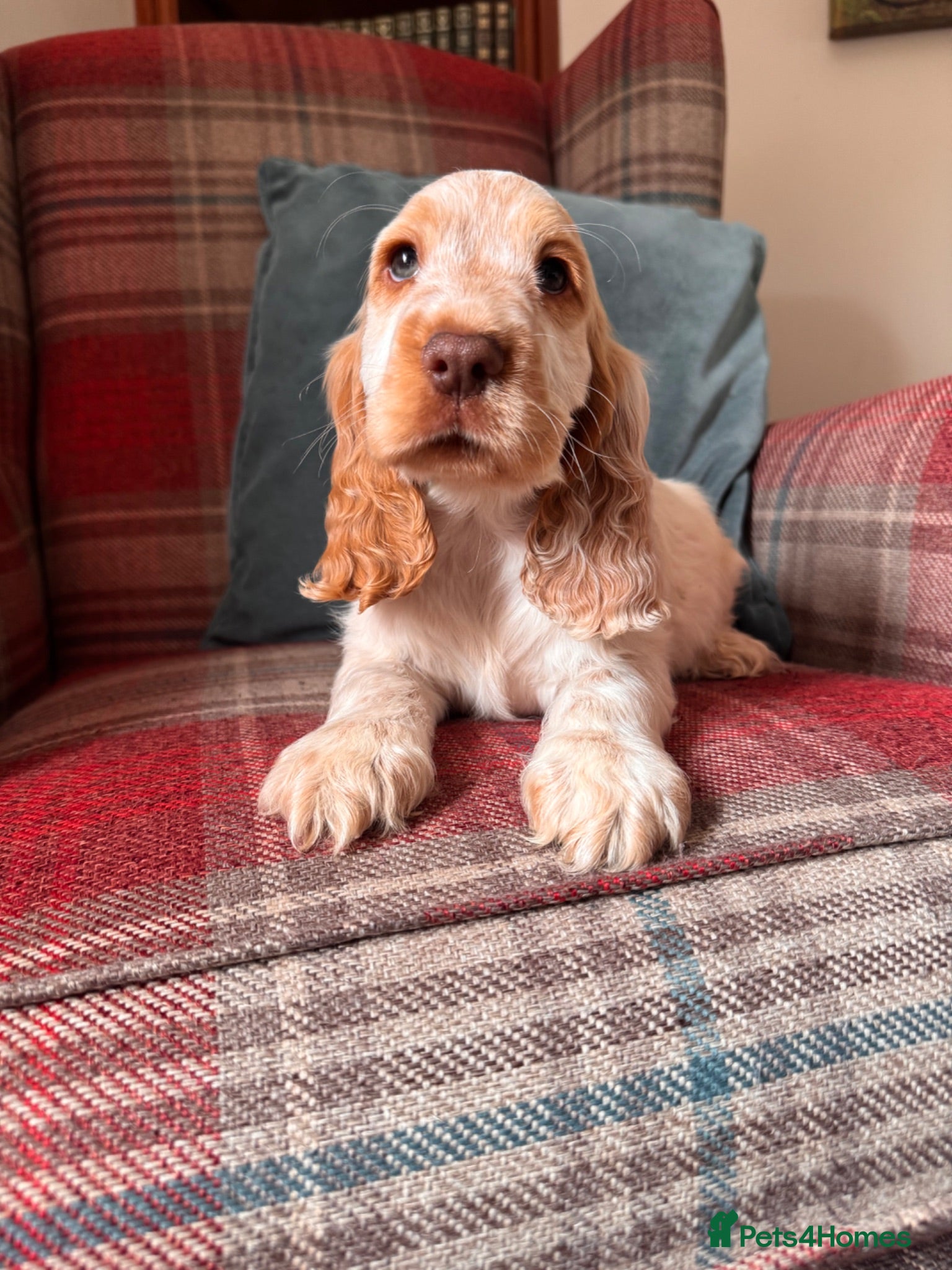 Cocker Spaniel dogs KC registered, health tested, show type boys - Advert 2