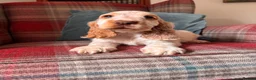 Cocker Spaniel dogs for sale: KC registered, health tested, show type boys - Advert 2