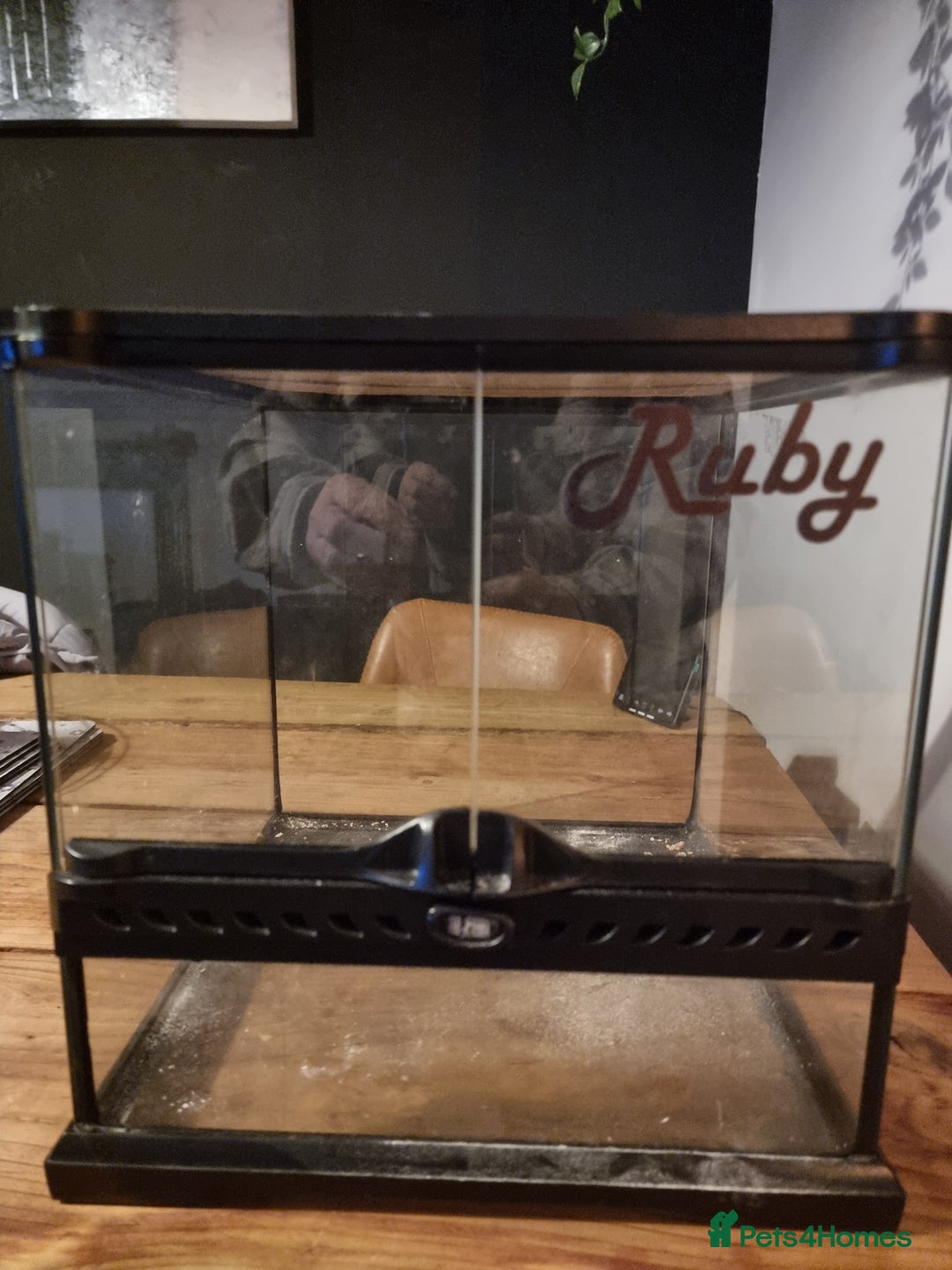 Gecko reptiles for sale: Leopard gecko  - Advert 7