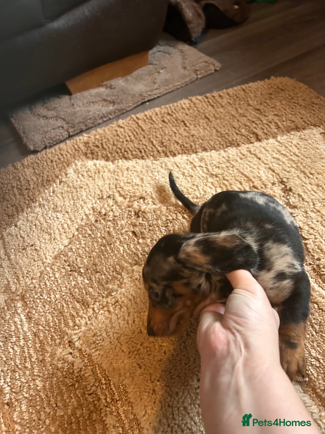 Miniature Dachshund dogs for sale: Dachshund puppies boys and girls ready now - Advert 20