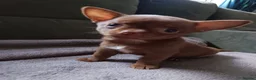 Chihuahua dogs for sale: Pedigree chihuahua puppies two girls one boy  in Cambridge - Advert 9
