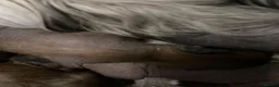 Chinese Crested dogs for sale: Xx chinese crested puppies xx - Advert 12