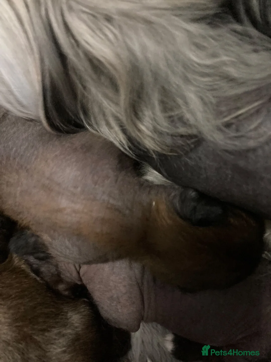 Chinese Crested dogs for sale: Xx chinese crested puppies xx - Advert 12