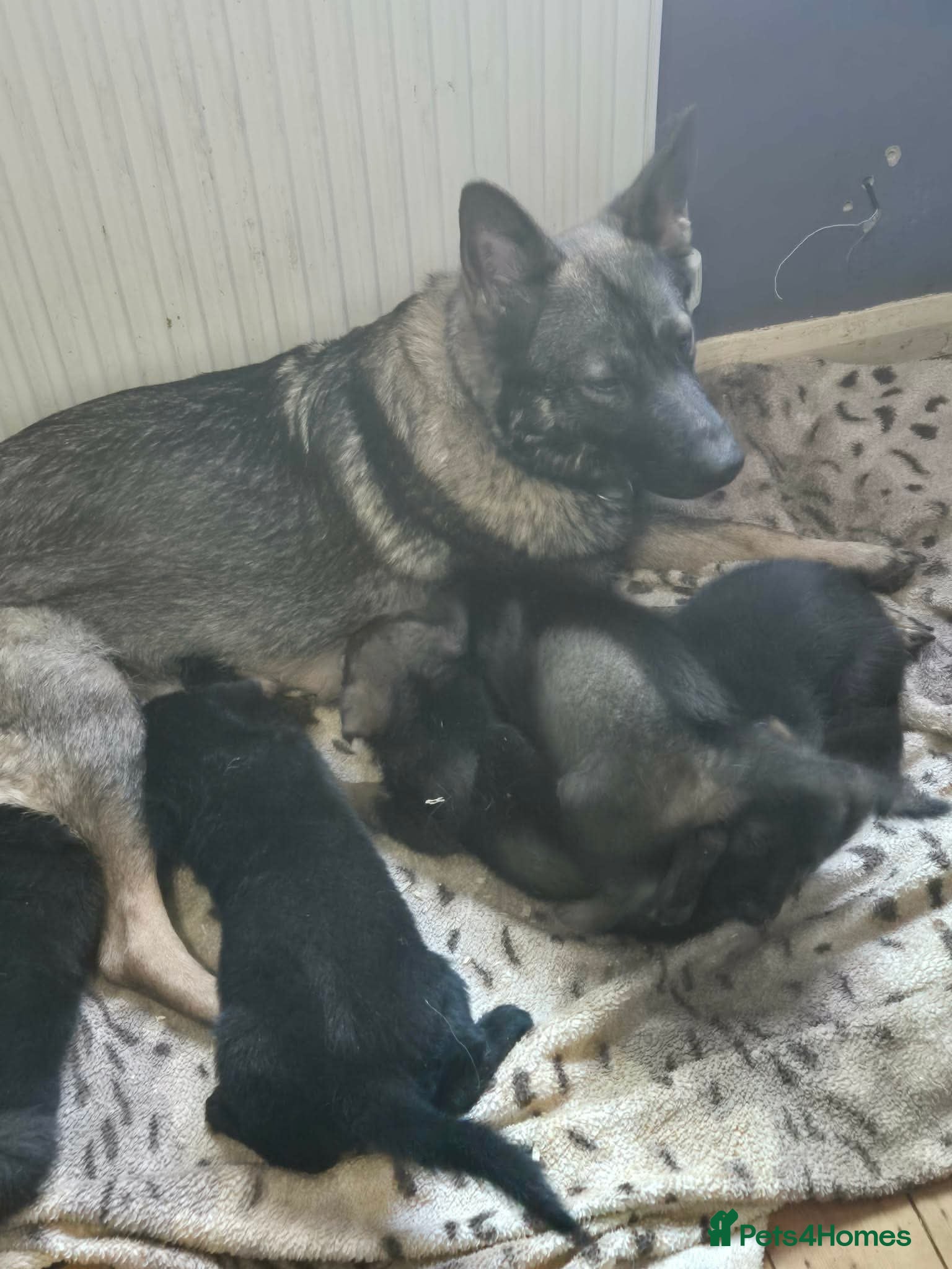 German Shepherd dogs Stunning little - Advert 5