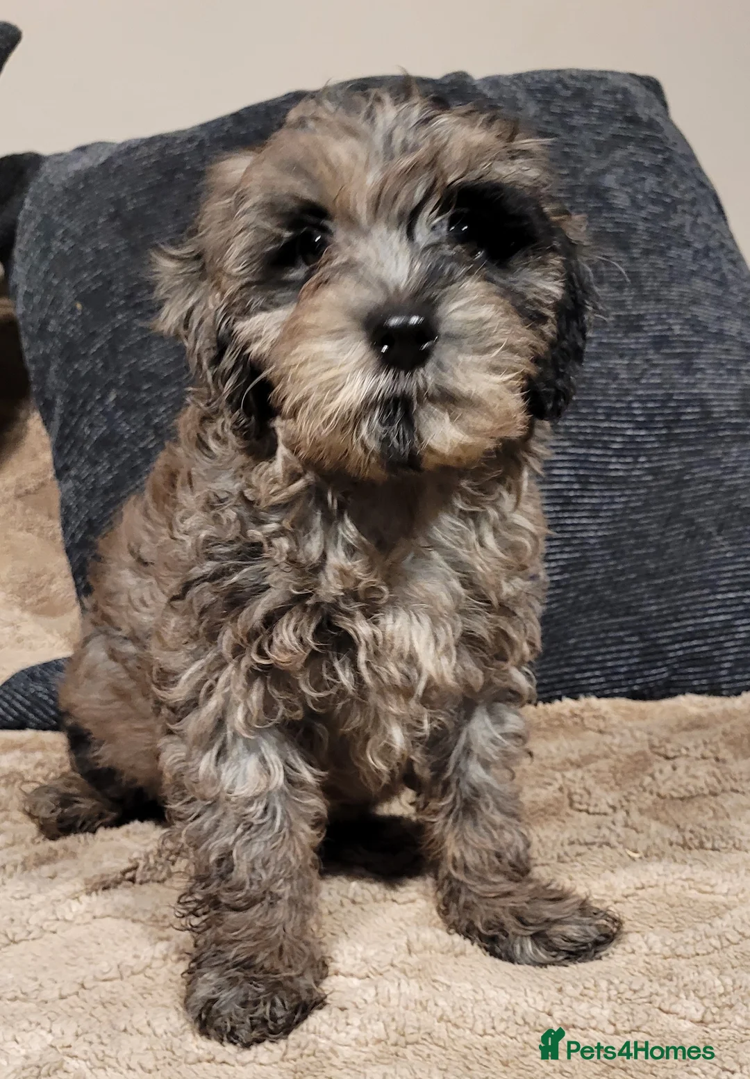 Labradoodle dogs for sale: Labradoodle puppies - Advert 13