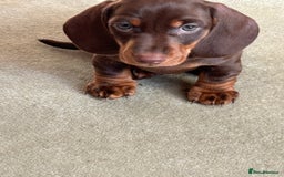 Miniature Dachshund dogs for sale: Reggie and Walter  - Advert 9