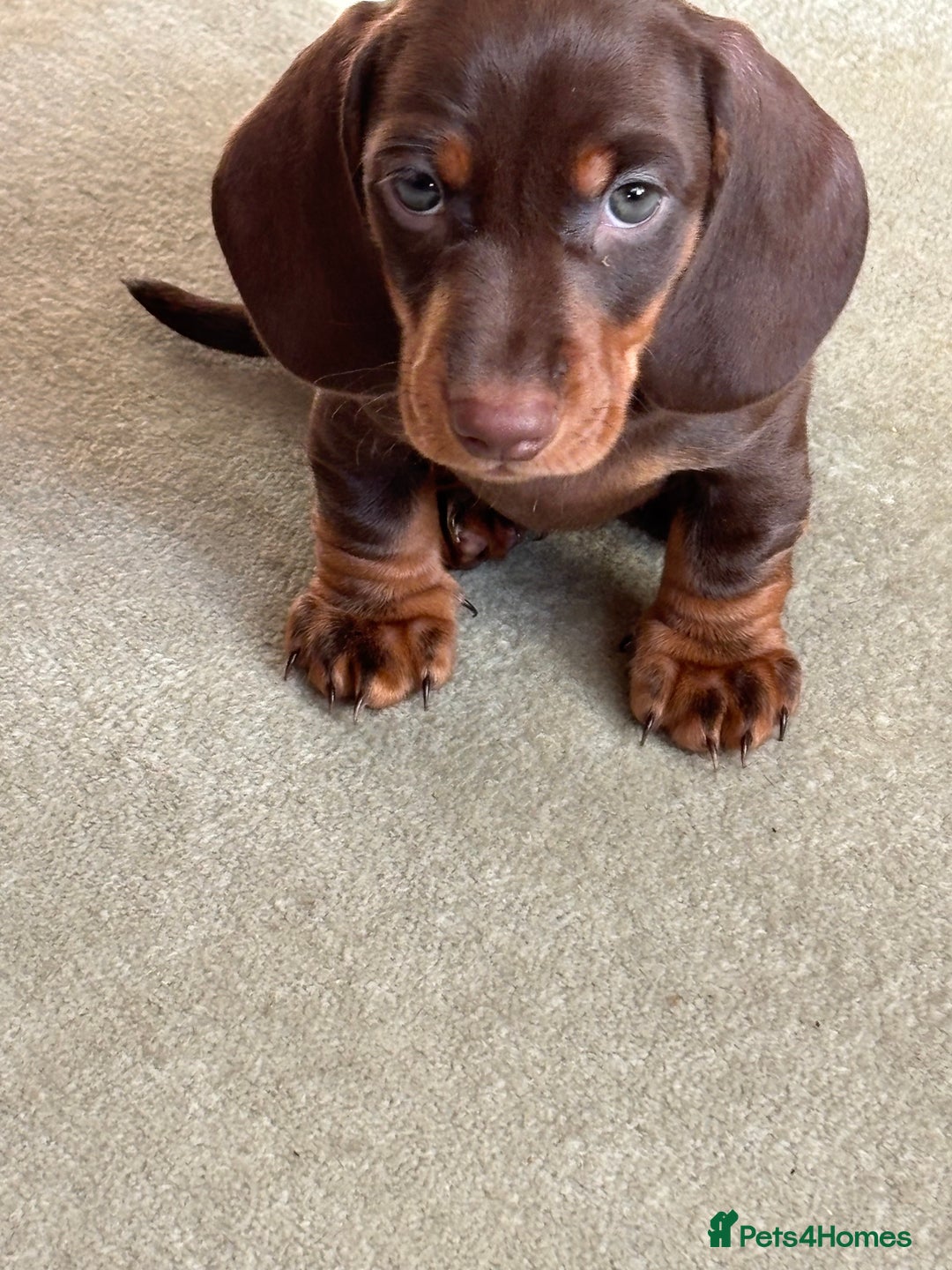Miniature Dachshund dogs for sale: Reggie and Walter  - Advert 9