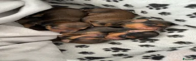 Miniature Dachshund Puppy 4