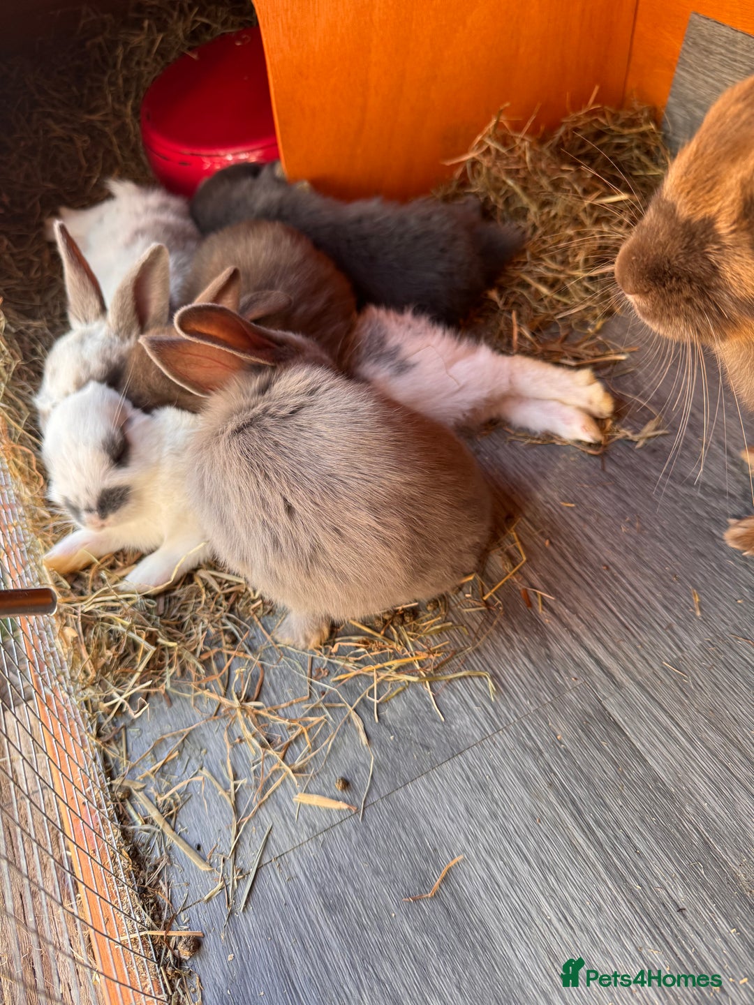 Mixed Breed rabbits for sale: mixed breed baby bunnies  - Image 21