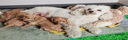 Cavapoo dogs for sale: Home breed cavapoo F1/ health tested parents - Advert 3