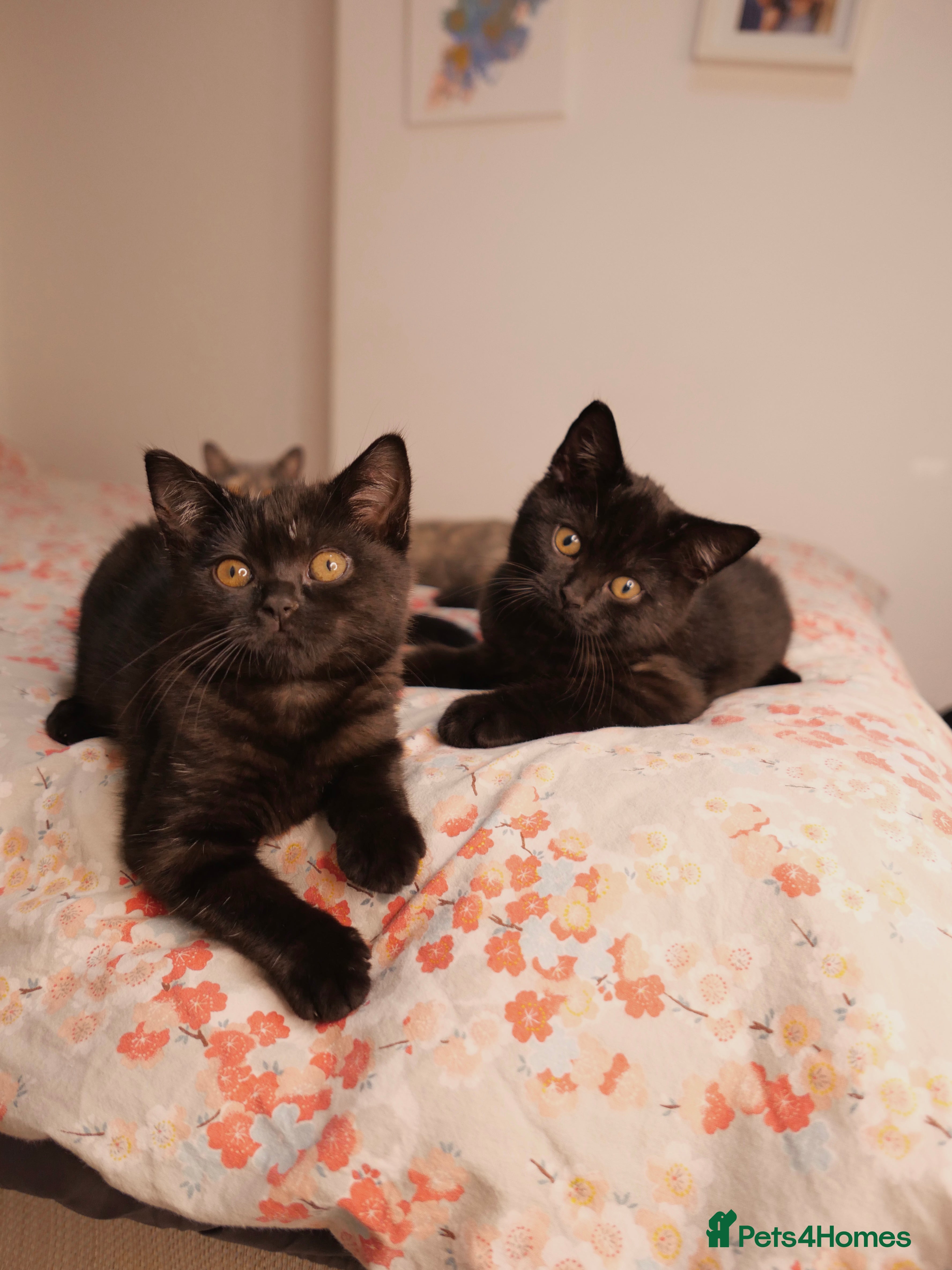 British Shorthair cats Black Smoke British Shorthair Kitten - Shadow - Advert 1