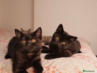 British Shorthair cats Black Smoke British Shorthair Kitten - Shadow - Advert 5