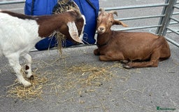 Goats livestock for sale: Goats possibly to stay together  - Image 2