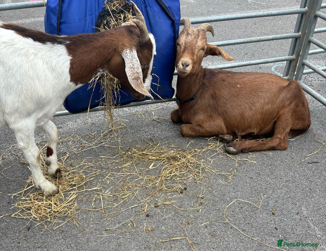 Goats livestock for sale: Goats possibly to stay together  - Image 2