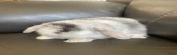 Mini Lop rabbits for sale: Mini Lops and Mini Lion Lops. Unusual colours. - Advert 4