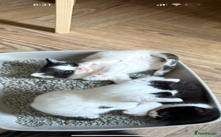 British Longhair cats - Advert 1