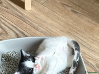 British Longhair cats - Advert 22