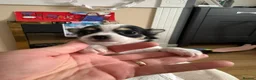 Chihuahua dogs for sale: Beautiful Long-Haired Chihuahua Puppies in Harlow - Advert 7