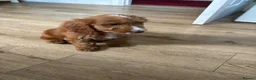 Cockapoo dogs for sale: Female cockapoo looking for loving home  - Advert 4