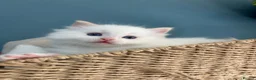 Ragdoll cats for sale: TICA Flame Ragdoll Boy - Purr Machine! in Liverpool - Advert 1