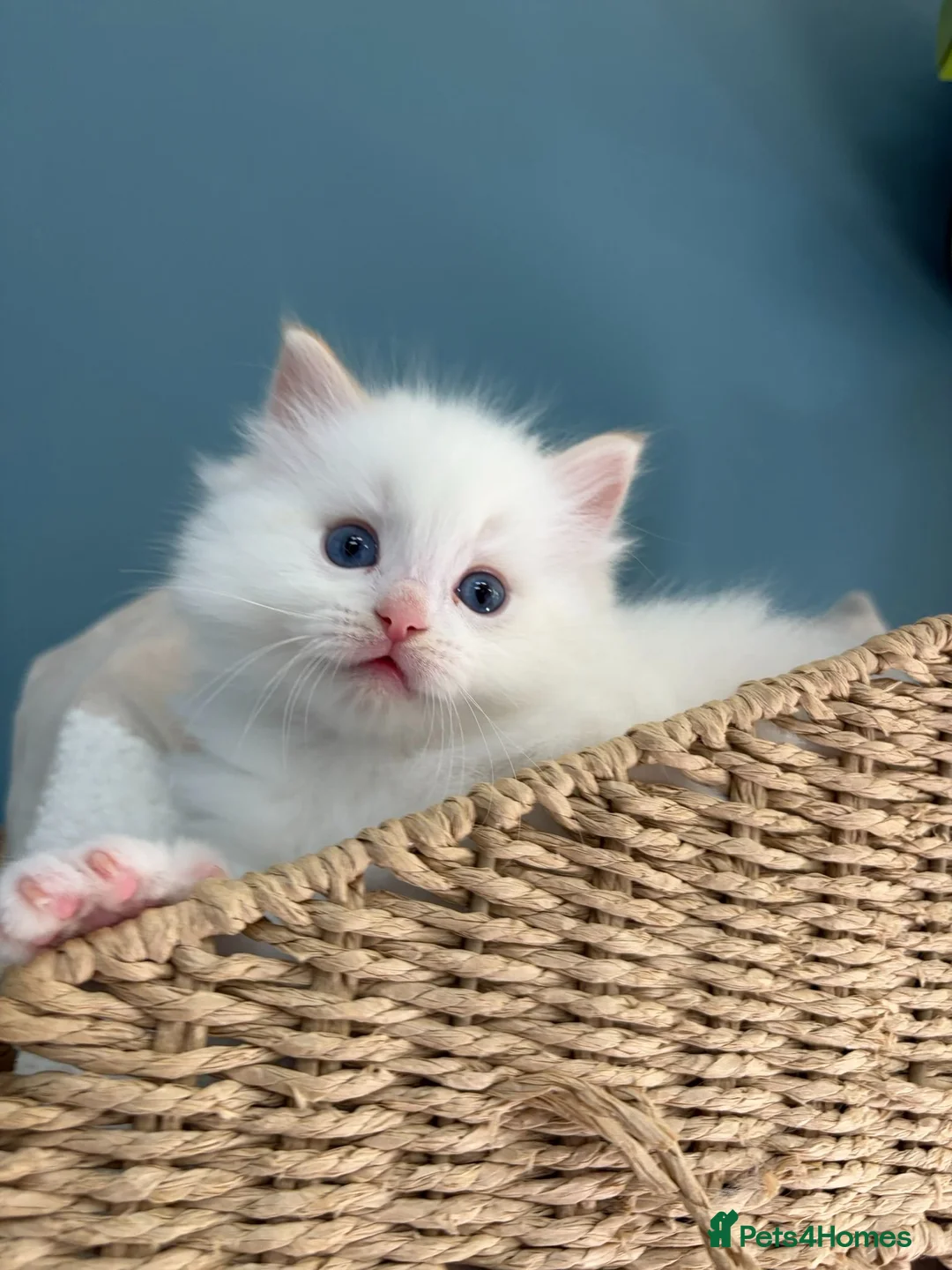 Ragdoll cats for sale: TICA Flame Ragdoll Boy - Purr Machine! in Liverpool - Advert 1