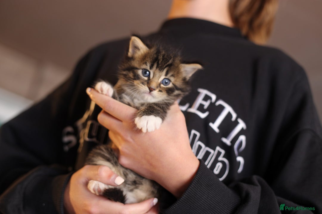 Mixed Breed cats for sale: 4 adorable Ragdoll/Tabby mix kittens - Image 2