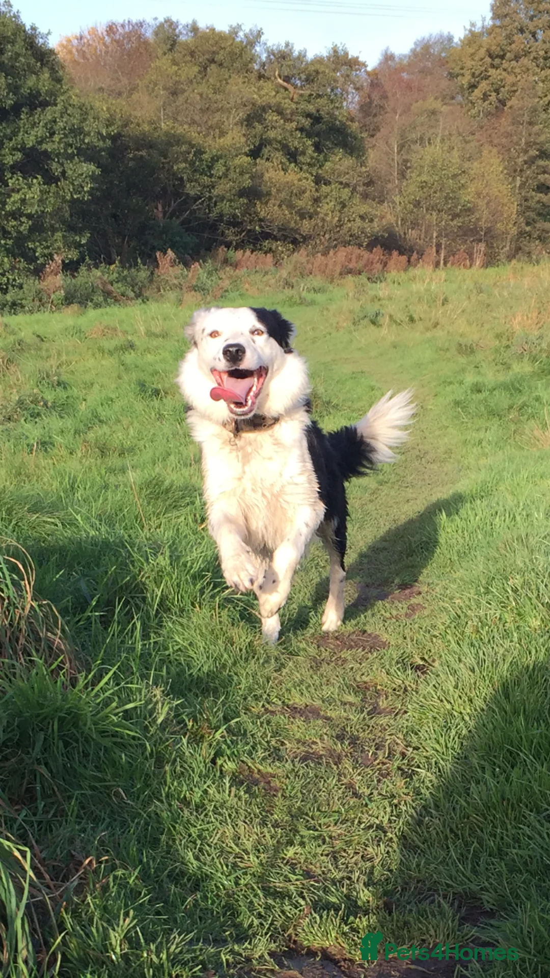 Border Collie dogs for stud: PROVEN Seal Welsh Border Collie **AT STUD** - Advert 3