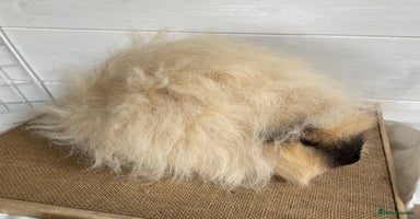 Guinea Pig rodents - Advert 14