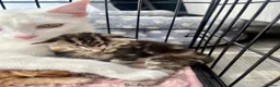 Siberian cats for sale: Two Fluffy Kittens!  - Advert 8