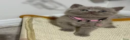 British Shorthair cats for sale: Beautiful British Shorthair Kittens😻 - Advert 8