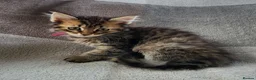 Siberian cats for sale: Traditional pure Siberian kittens, TICA reg - Advert 14