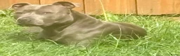 Staffordshire Bull Terrier dogs for sale: Brave Spirits With Loving Hearts in Watford - Advert 11