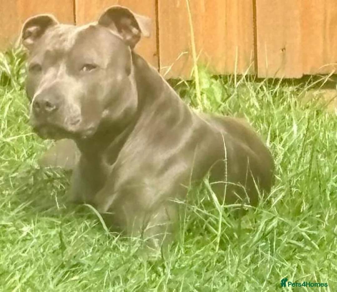Staffordshire Bull Terrier dogs for sale: Brave Spirits With Loving Hearts in Watford - Advert 11
