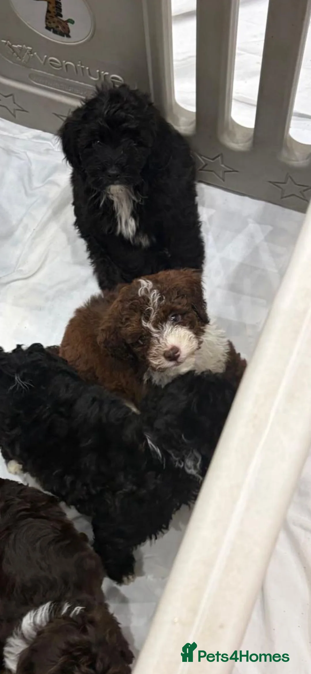 Shihpoo dogs for sale: Toy Shihpoo Mix Litter - Advert 1