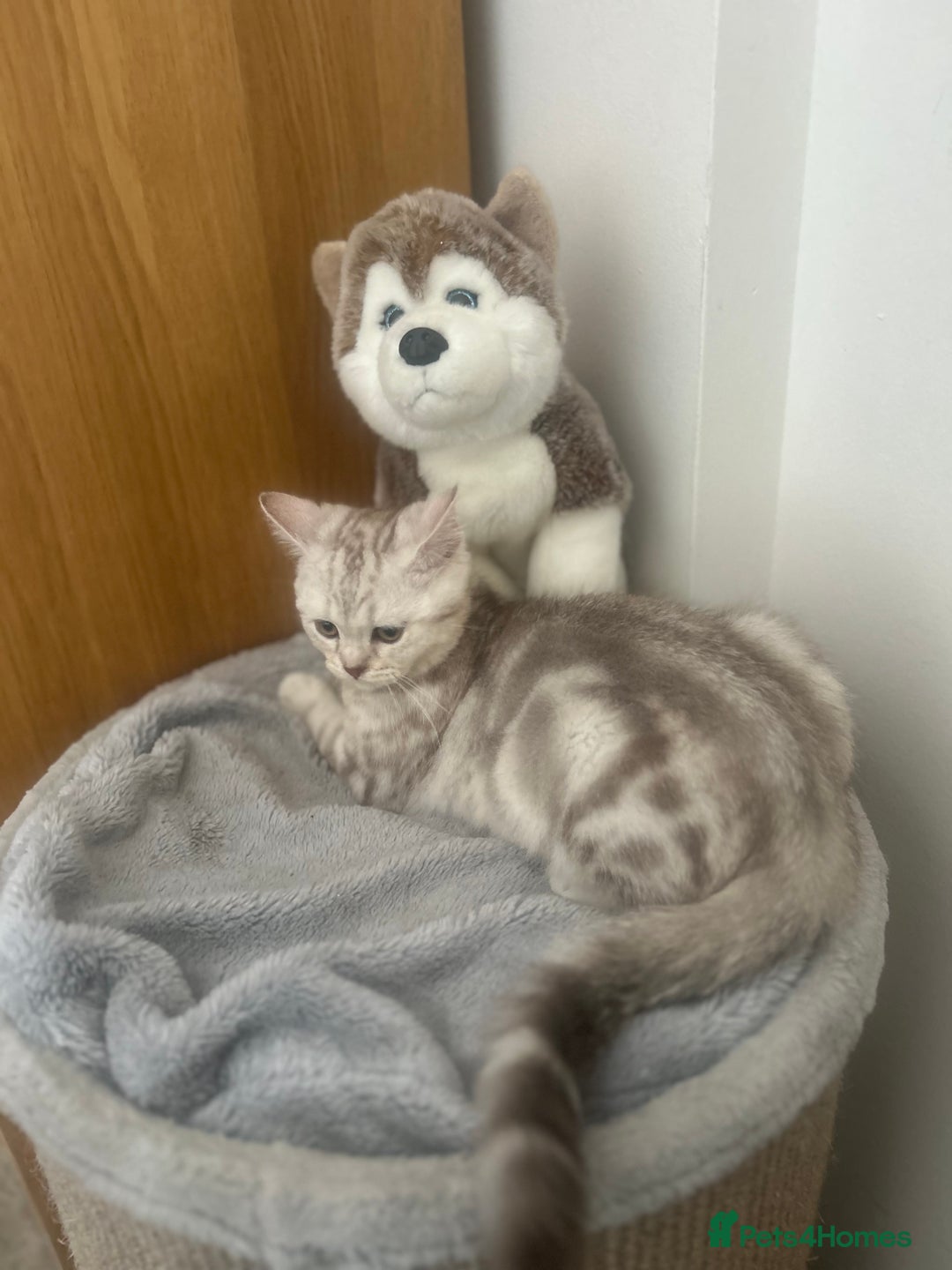Scottish Fold cats for sale: Beautiful Scottish fold baby’s  in Reading - Image 9