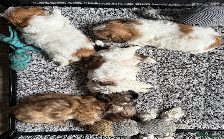 Shih Tzu dogs - Advert 2