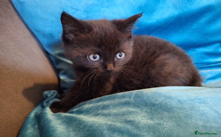 Scottish Fold cats 7 kittens for sale - ready 16th december - Advert 1