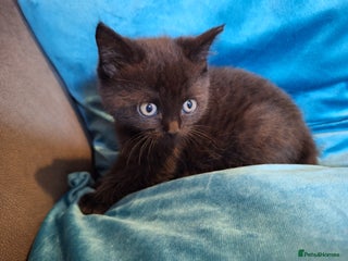 Scottish Fold cats 7 kittens for sale - ready 16th december - Advert 1