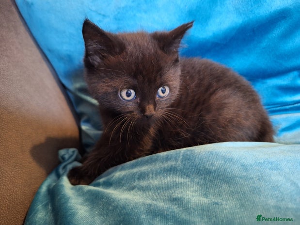 Scottish Fold cats 7 kittens for sale - ready 16th december - Advert 1