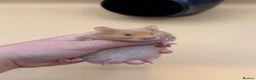 Hamster rodents for sale: Adorable PEDIGREE Syrian baby’s - Advert 2