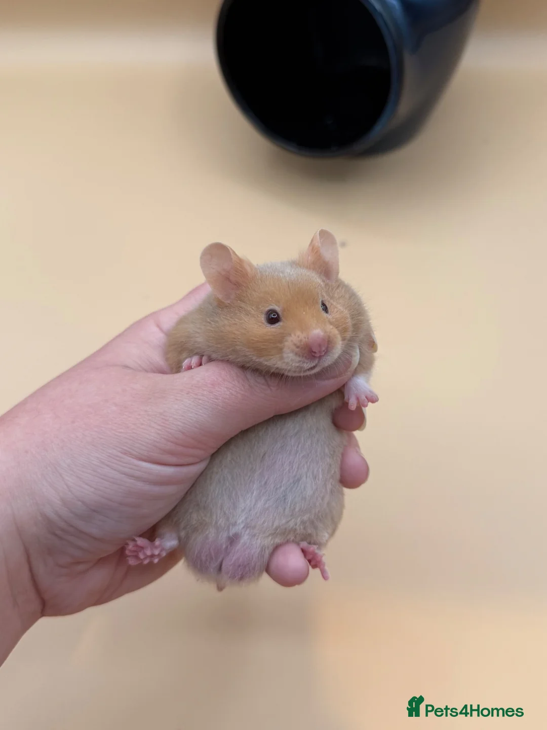 Hamster rodents for sale: Adorable PEDIGREE Syrian baby’s - Advert 2