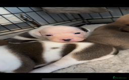 Staffordshire Bull Terrier dogs for sale: Outstanding dual breeding  - Image 8
