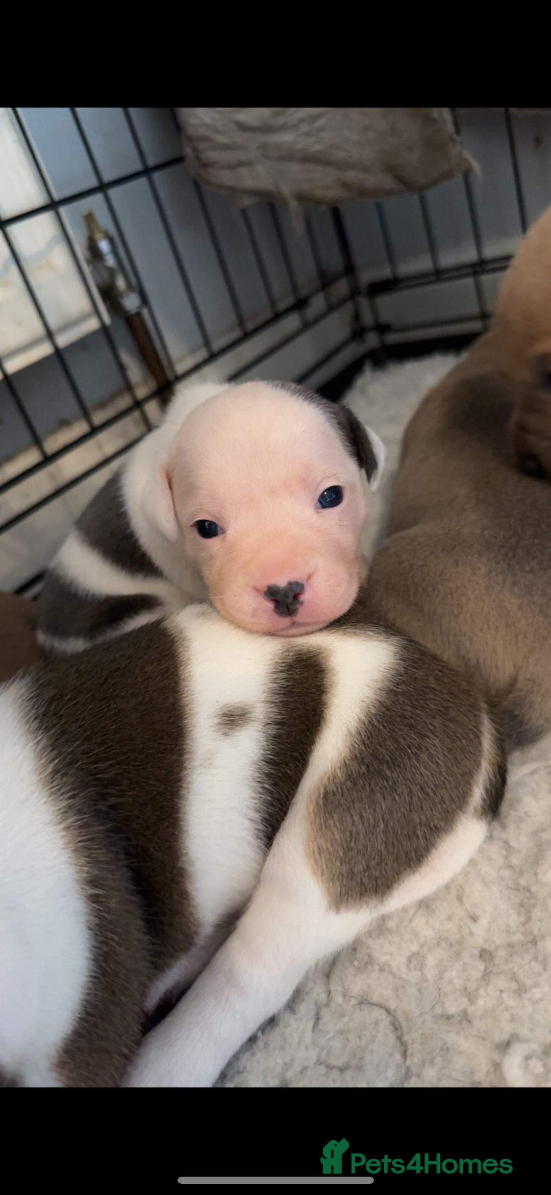 Staffordshire Bull Terrier dogs for sale: Outstanding dual breeding  - Image 8