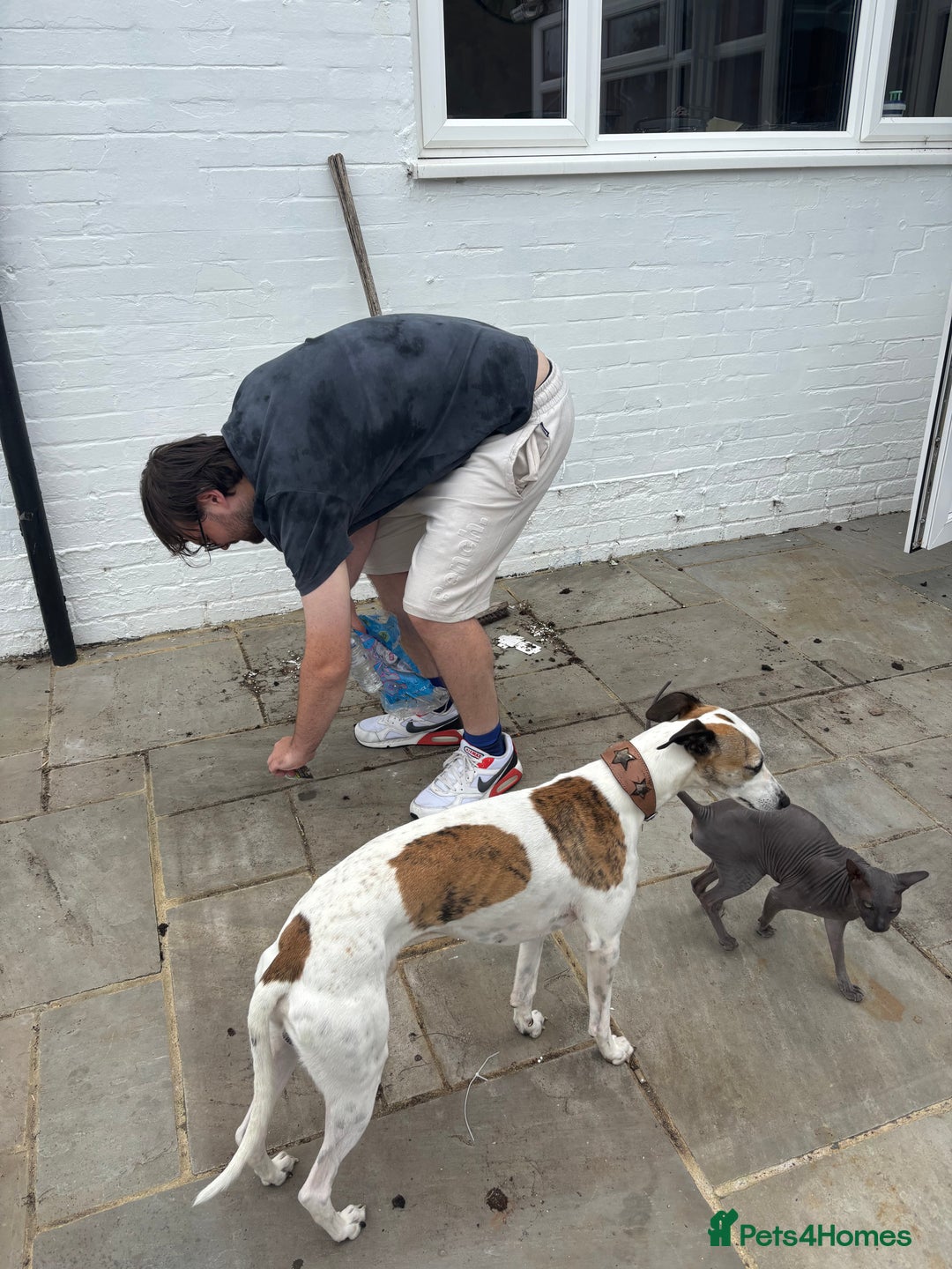Whippet dogs for sale: K.c2 year old male whippet kennel club registered  - Image 11
