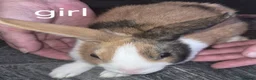 Dutch rabbits for sale: Dutch bunnies - Advert 4