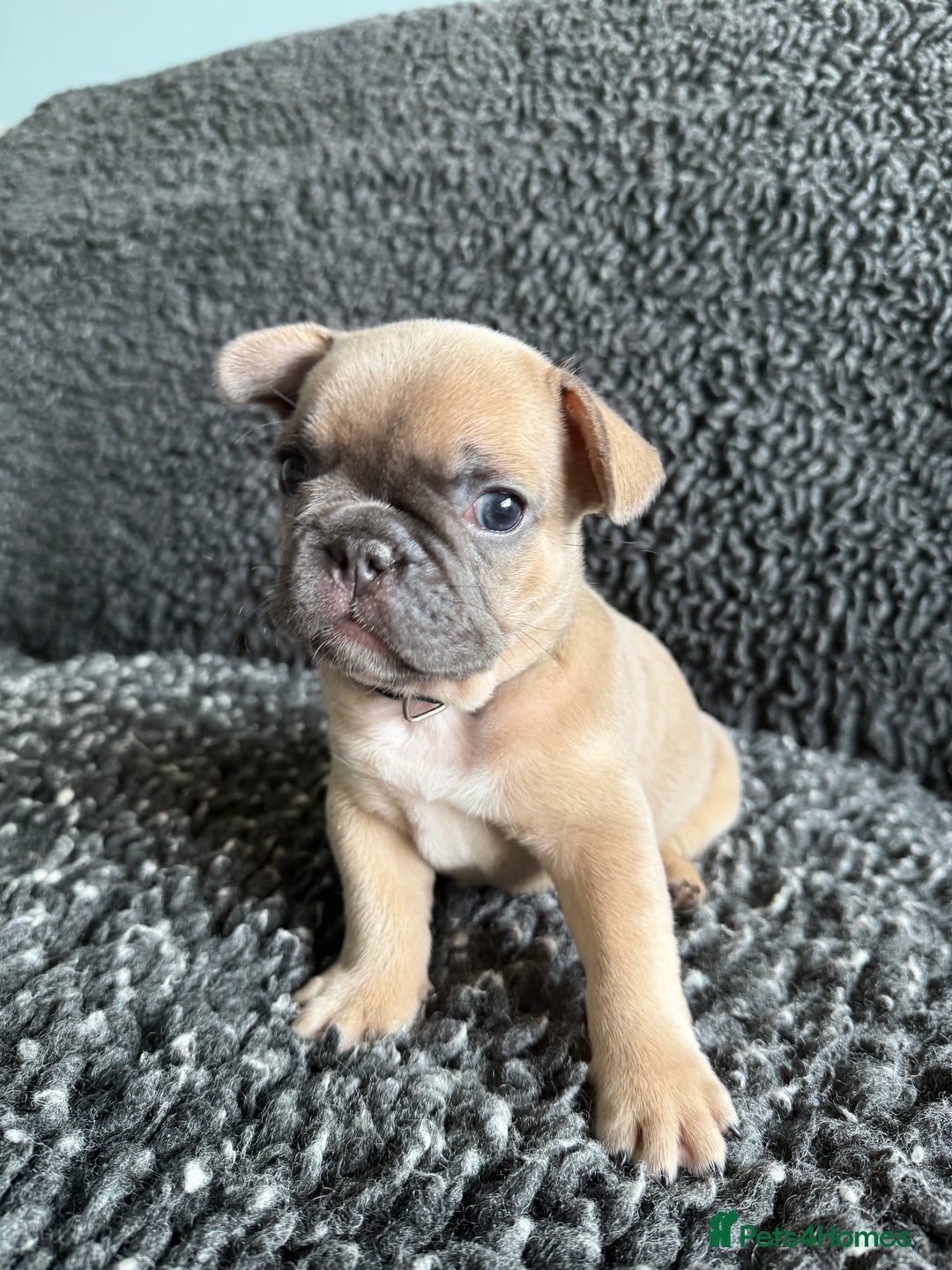 French Bulldog dogs for sale: French Bulldog Puppies. Rojo, New Shade, Isabella. - Advert 13