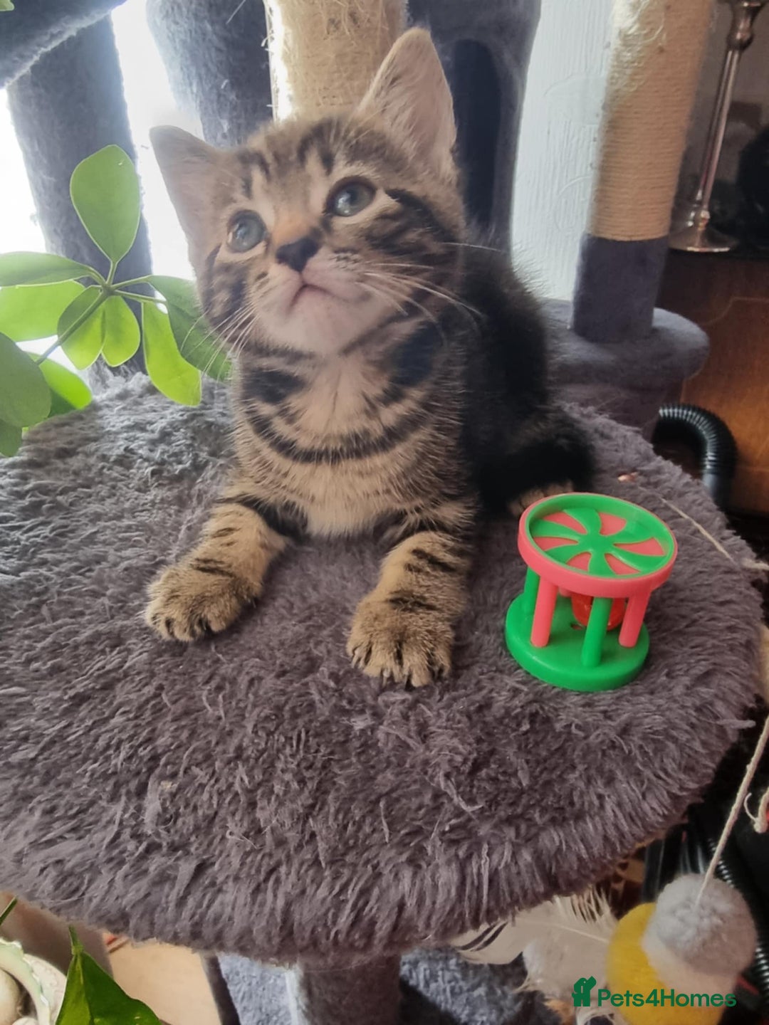 Mixed Breed cats for sale: kittens - Image 6